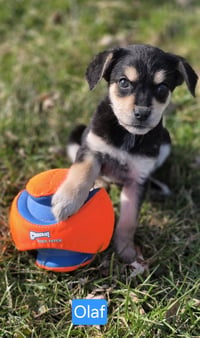 Frankie/Olaf - Photo 5