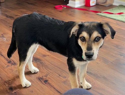 FRANKIE/OLAF - Labrador Retriever / Terrier available for adoption