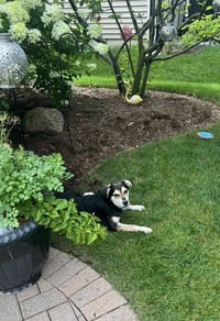 Frankie/Olaf - Photo 1