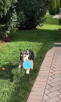 Frankie/Olaf - Photo 4