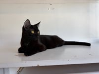 MAGPIE (Bonded with Panther) - Photo 2