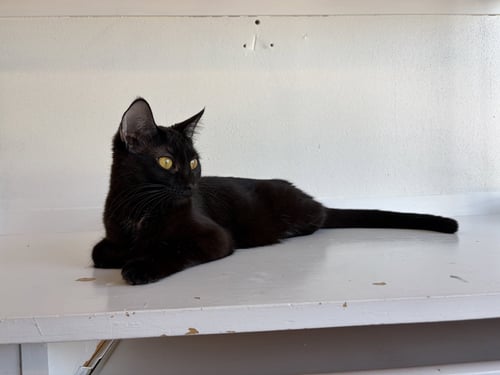 MAGPIE (BONDED WITH PANTHER) - Domestic Short Hair available for adoption