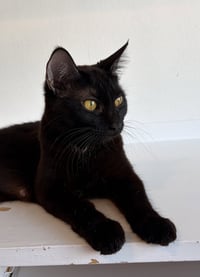 MAGPIE (Bonded with Panther) - Photo 3