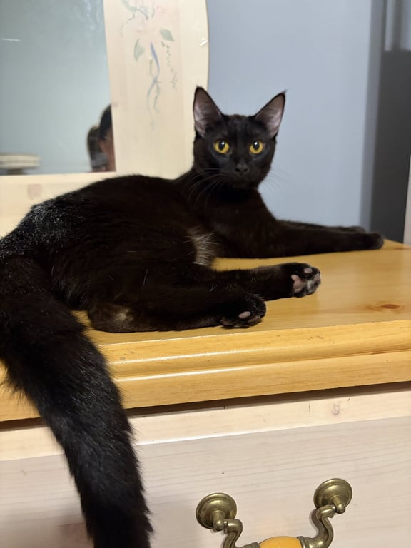 MAGPIE (Bonded with Panther) Image