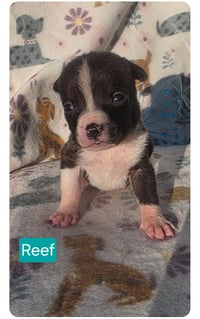 Reef - Photo 7