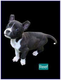 Reef - Photo 2