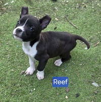 Reef - Photo 4