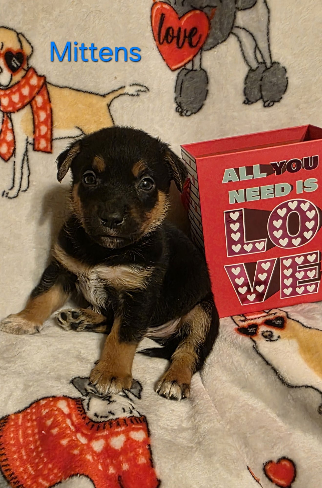 MITTENS - Labrador Retriever / Terrier for adoption in Aurora