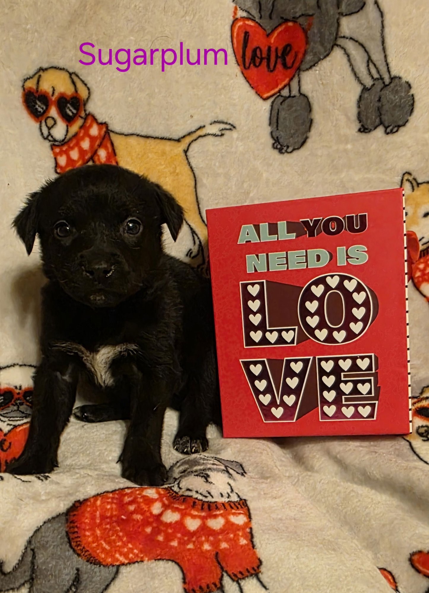 SUGARPLUM - Labrador Retriever / Terrier for adoption in Aurora