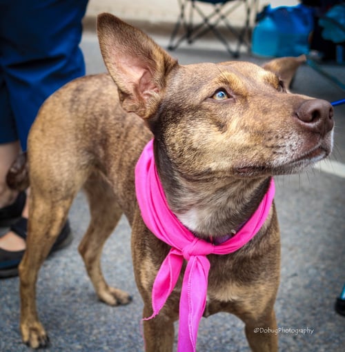 BETTY CROCKER - Cattle Dog for adoption in Elgin