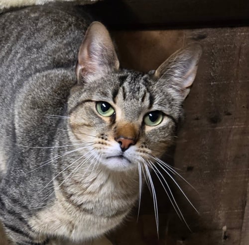 GUS - Tabby for adoption in Elgin