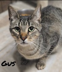 GUS - Photo 3