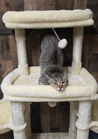 GUS - Photo 2