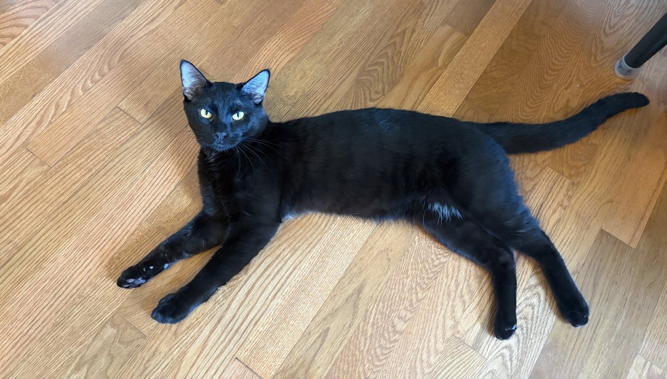 PANTHER Image