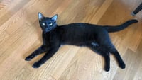 PANTHER - Photo 1