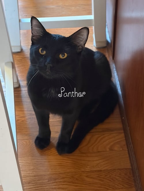 PANTHER (BONDED W/ MAGPIE) - Domestic Short Hair for adoption in Elgin