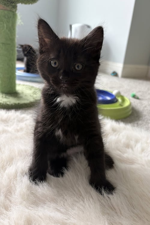 JAY - Domestic Short Hair available for adoption