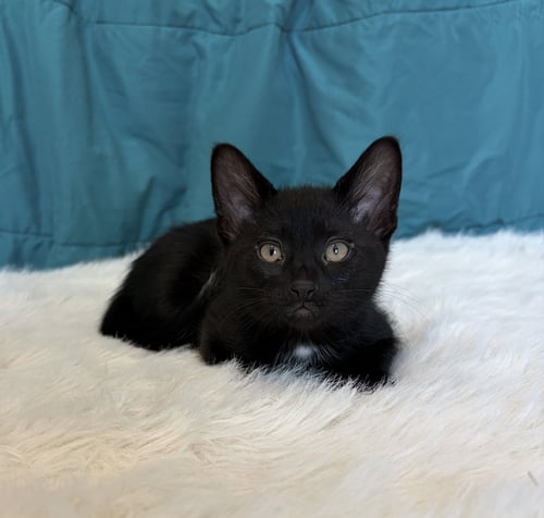 JAY - Domestic Short Hair available for adoption