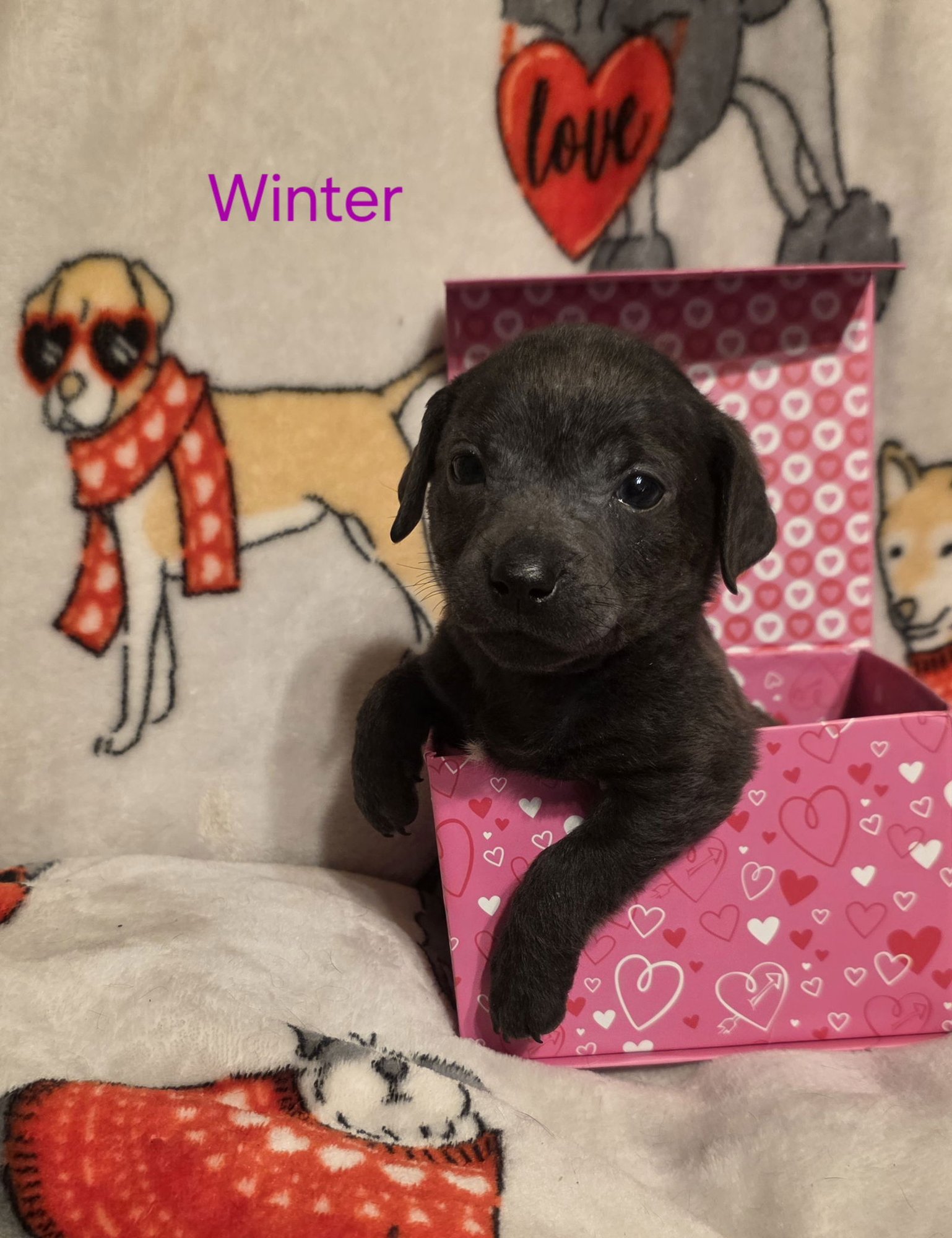 WINTER - Labrador Retriever / Terrier for adoption in Aurora