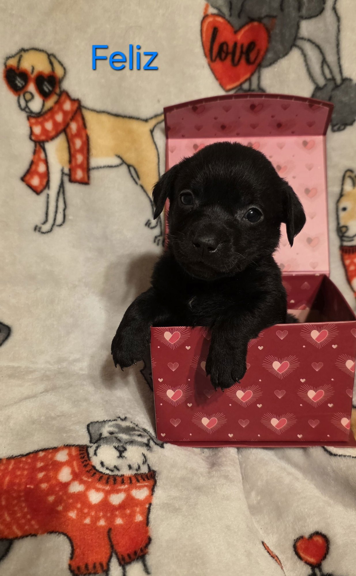 FELIZ - Labrador Retriever / Terrier for adoption in Aurora