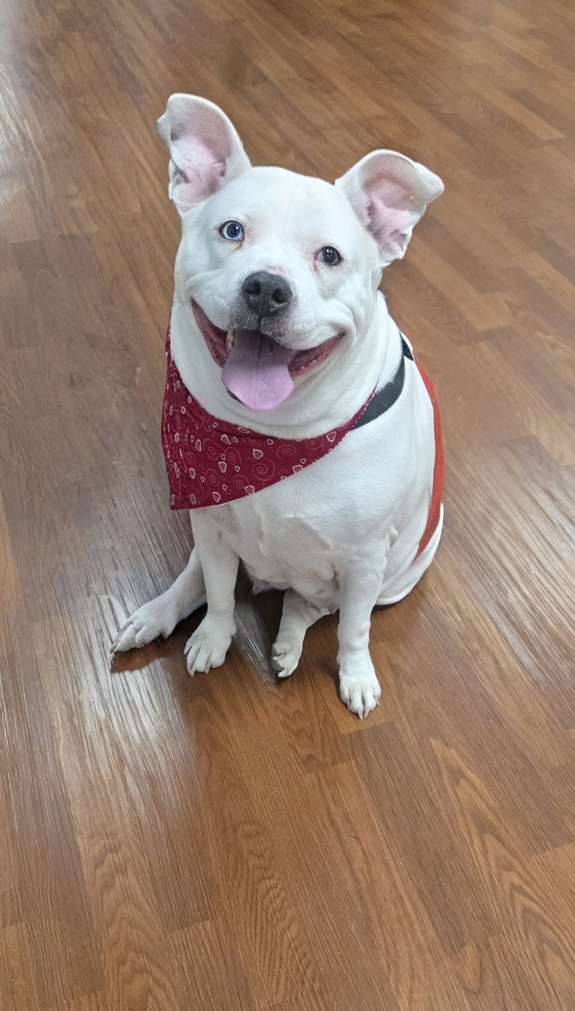 NIKKI - Pit Bull Terrier available for adoption