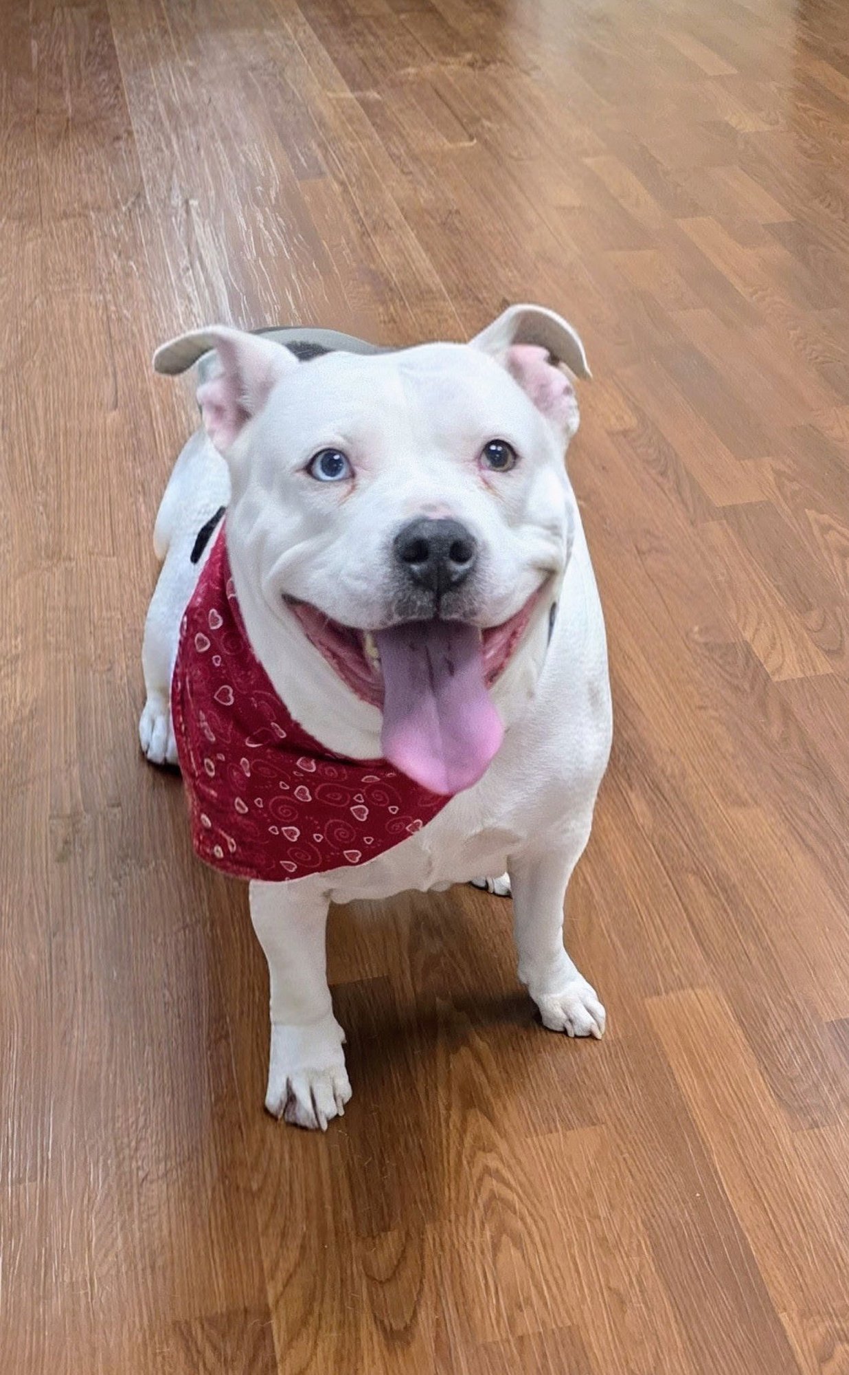 NIKKI - Pit Bull Terrier available for adoption
