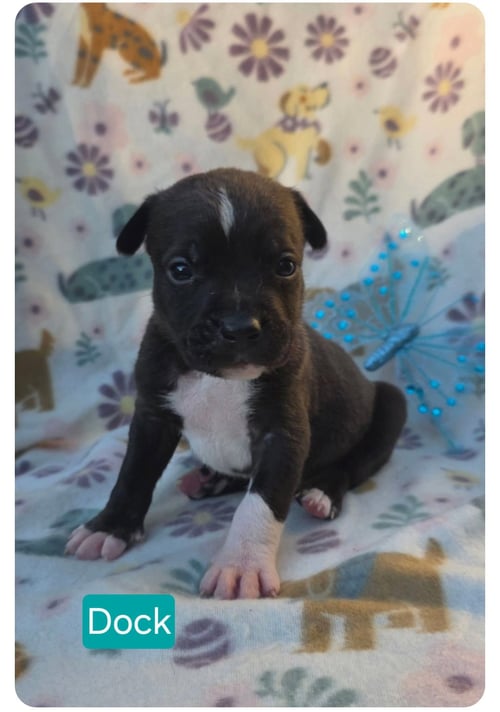 DOCK - American Pit Bull Terrier for adoption in Elgin