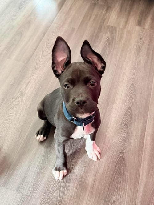 DOCK - American Pit Bull Terrier available for adoption