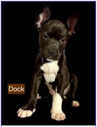 Dock - Photo 4