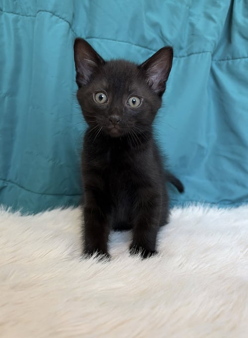 PHOENIX - Domestic Short Hair available for adoption