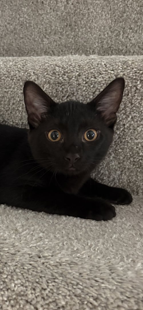 PHOENIX - Domestic Short Hair for adoption in Elgin