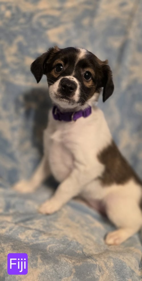FIJI - Rat Terrier for adoption in Elgin