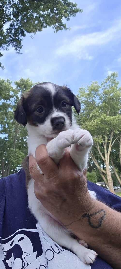 FIJI - Rat Terrier available for adoption