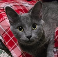 FORD (BONDED w/ ROSIE) - Photo 1