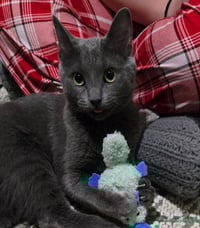 FORD (BONDED w/ ROSIE) - Photo 2