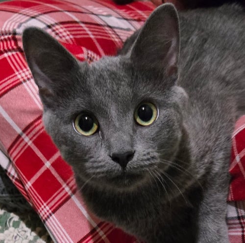 FORD (BONDED W/ ROSIE) - Domestic Short Hair for adoption in Elgin