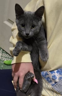 FORD (BONDED w/ ROSIE) - Photo 3