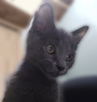 FORD (BONDED w/ ROSIE) - Photo 4