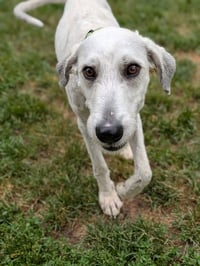 Woody - Photo 3