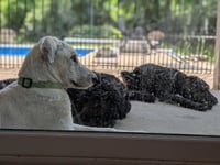 Woody - Photo 4
