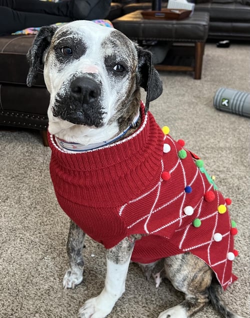 MOXIE - Boxer for adoption in Elgin