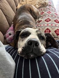 Moxie - Photo 3