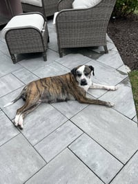 Moxie - Photo 5