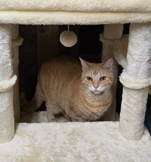 BLOSSOM RUSSO - Domestic Short Hair / Tabby for adoption in Elgin