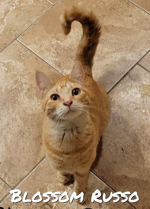 BLOSSOM RUSSO - Domestic Short Hair / Tabby available for adoption