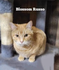 BLOSSOM RUSSO - Photo 6