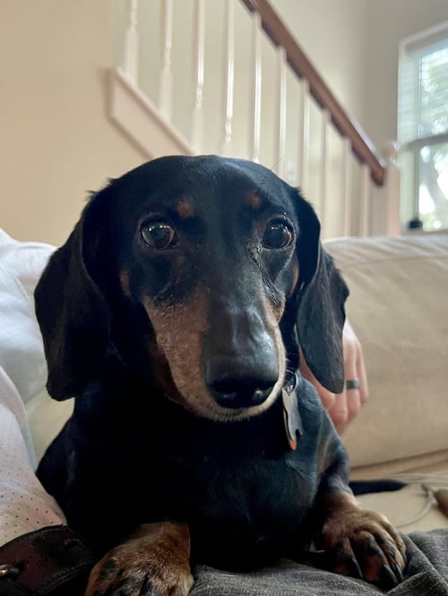 JENNY MONUMENT - Dachshund available for adoption