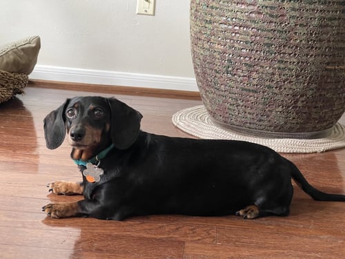 JENNY MONUMENT - Dachshund available for adoption