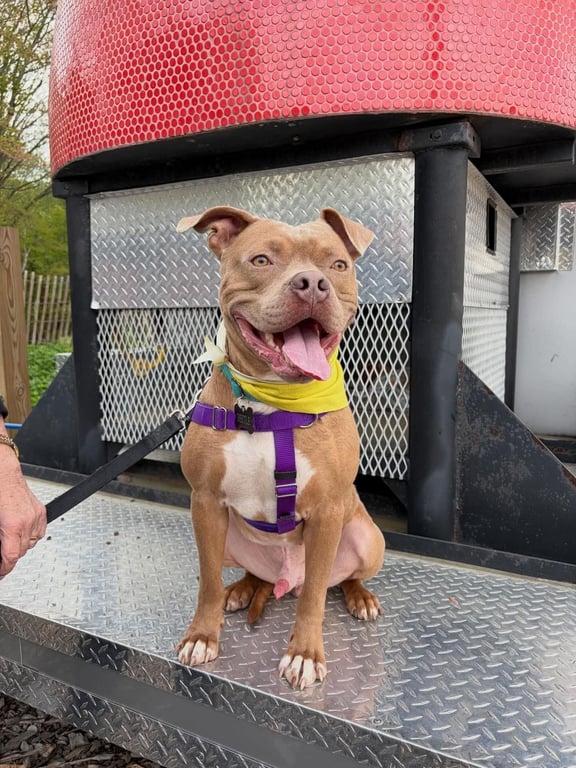 Beetle (Foster or Adopter Needed!) Image