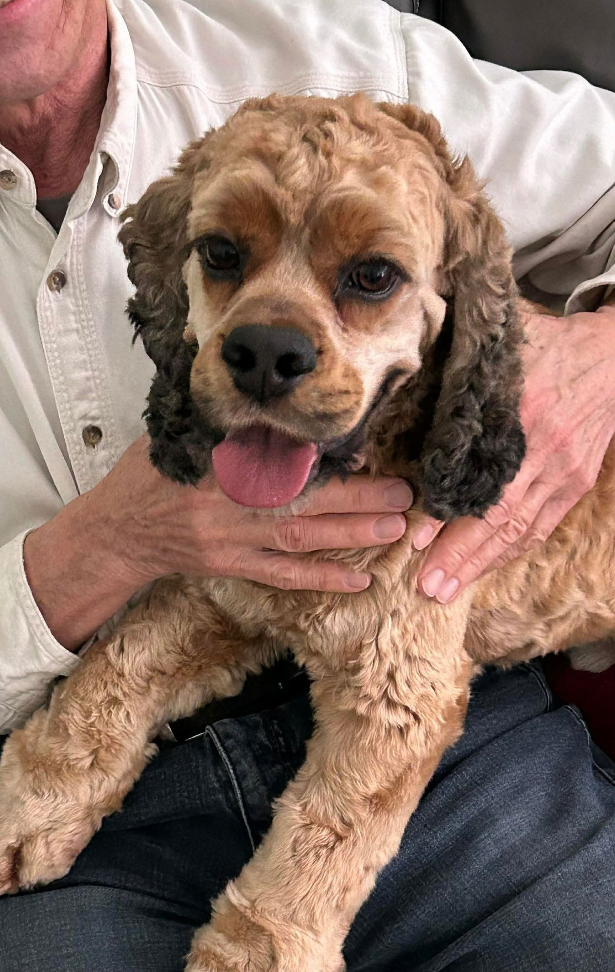 CASH (BONDED WITH POSEY) - Cocker Spaniel available for adoption